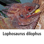 Lophosaurus dilophus