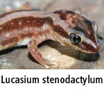 Lucasium stenodactylus