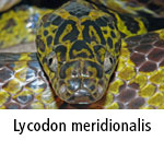 Lycodon meridionalis