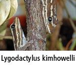 Lygodactylus kimhowelli