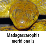 Madagascarophis meridionalis