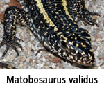 Matobosaurus validus