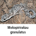 Mokopirirakau granulatus