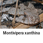 Montivipera xantina