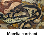 Morelia harrisoni