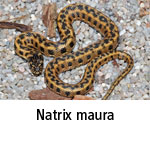 Natrix maura