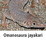Omanosaura jayakari