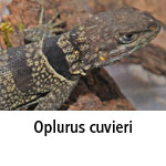 Oplurus cuvieri