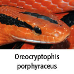 Oreocryptophis porphyraceus