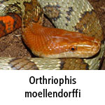 Orthriophis moellendorffi