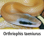 Orthriophis-taeniurus