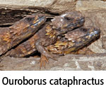 Ouroborus cataphractus