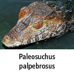 Paleosuchus palpebrosus