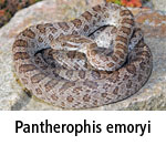 Pantherophis emoryi