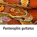 Pantherophis guttatus