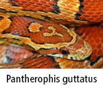 Pantherophis guttatus