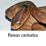 Pareas carinatus
