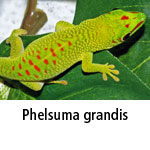 Phelsuma grandis