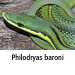 Philodryas baroni