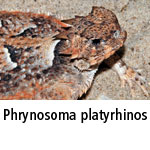 Phrynosoma platyrhinos