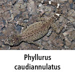 Phyllurus caudiannulatus