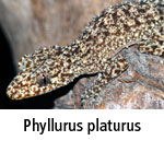 Phyllurus platurus