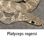 Platyceps rogersi