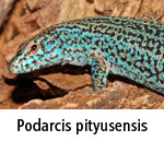 Podarcis pityusensis