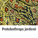 Protobothrops jerdonii