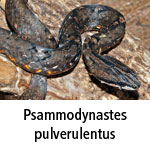 Psammodynastes pulverulentus