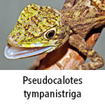 Pseudocalotes tympanistriga