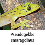 Pseudogekko smaragdinus