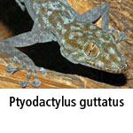 Ptyodactylus guttatus