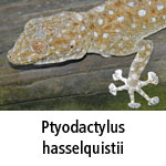 Ptyodactylus hasselquistii