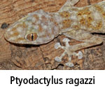 Ptyodactylus ragazzi