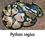 Python regius