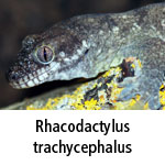Rhacodactylus trachycephalus