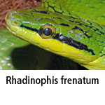 Rhadinophis frenatum