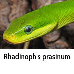 Rhadinophis prasinum