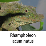 Rhampholeon acuminatus