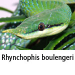 Rhynchophis boulengeri