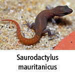 Saurodactylus mauritanicus