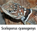 Sceloporus cyanogenys