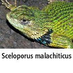 Sceloporus malachiticus
