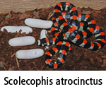 Scolecophis atrocinctus