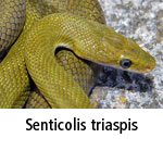 Senticolis triaspis