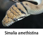 Simalia amethistina