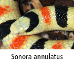 Sonora annulatus