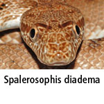 Spalerosophis diadema