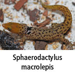 Sphaerodactylus macrolepis
